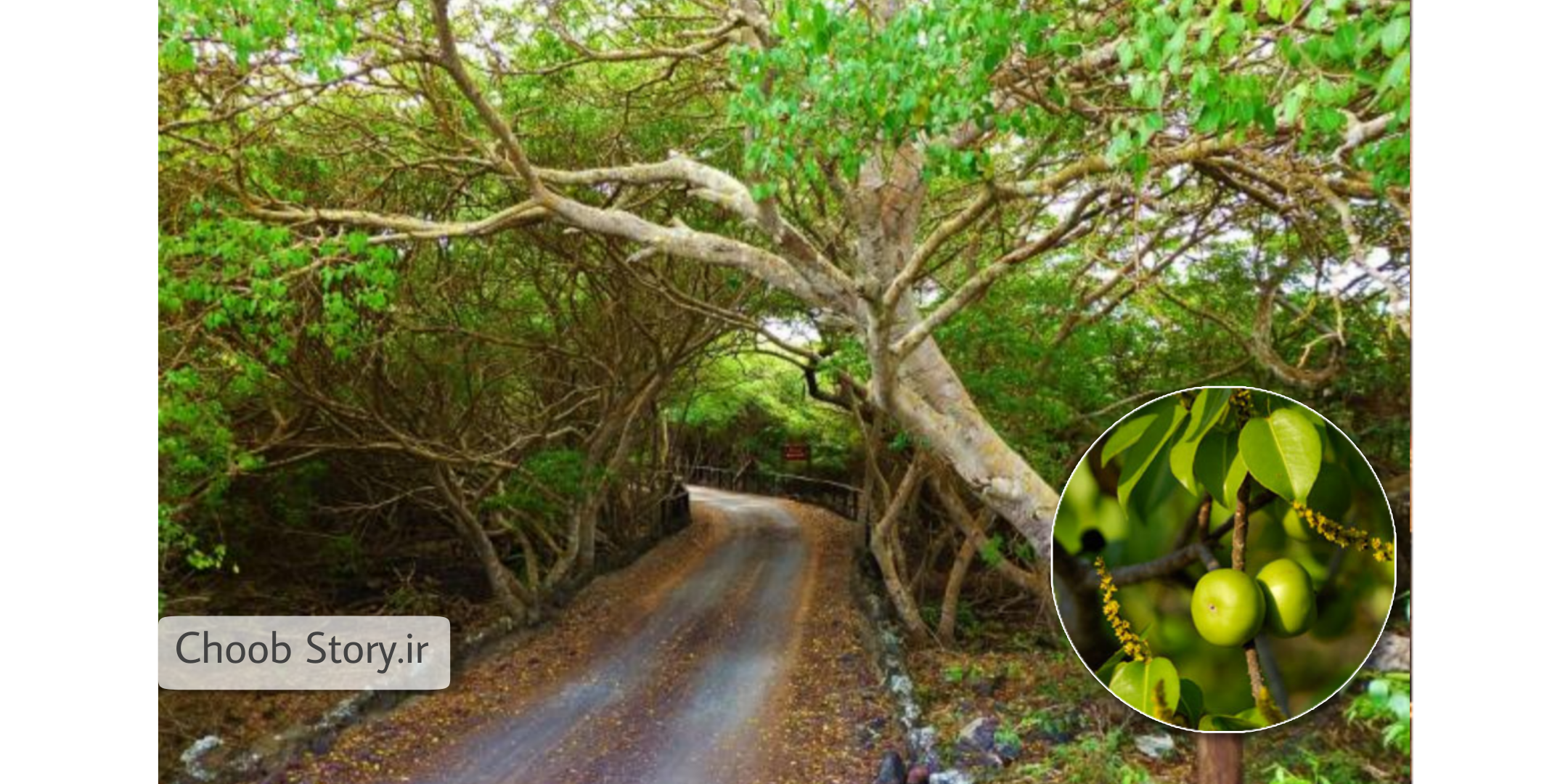 خطرناک ترین درخت دنیا